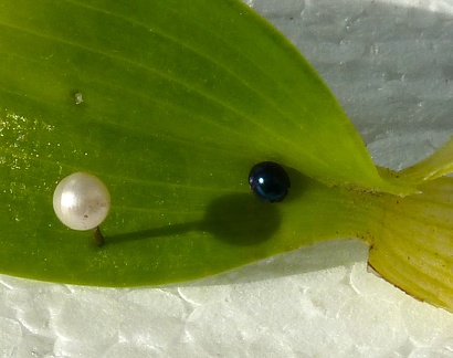 Metallic Blue Lady beetle (?) 1