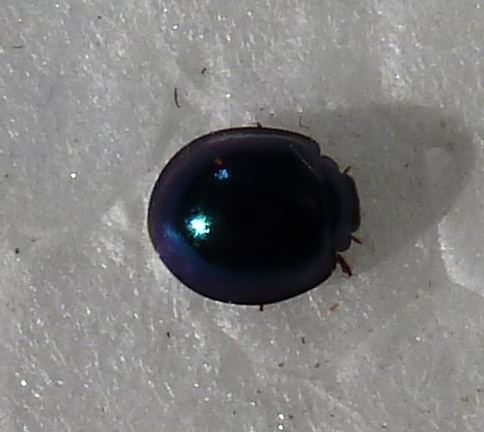 Metallic Blue Lady Beetle