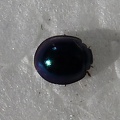 Metallic Blue Lady Beetle