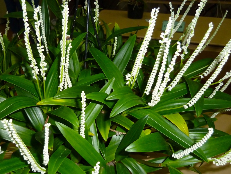 Eria stricta