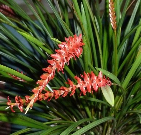 DEndrochilum wenzelii