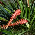 DEndrochilum wenzelii