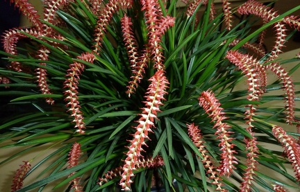 DEndrochilum wenzelii