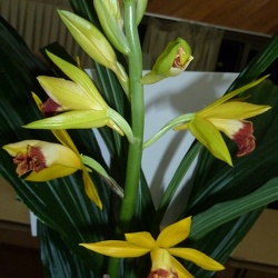 Phaiocymbidium (Phcym.)