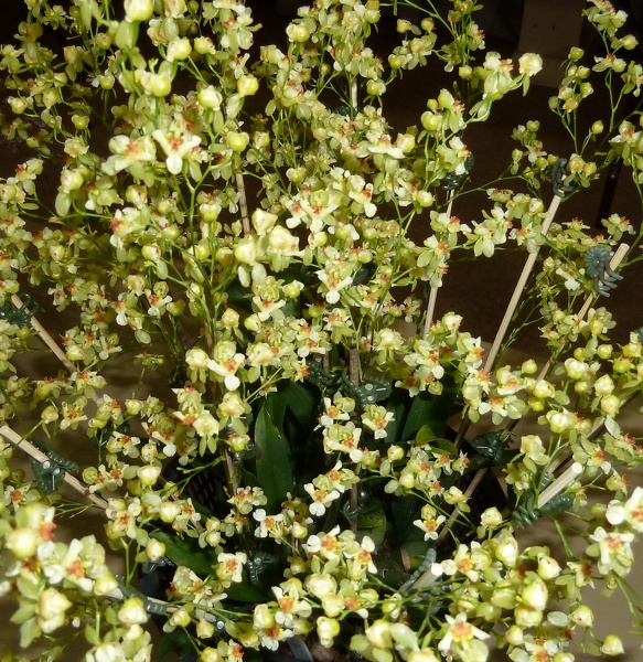 Oncidium Gold Dust