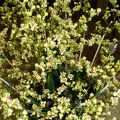 Oncidium Gold Dust