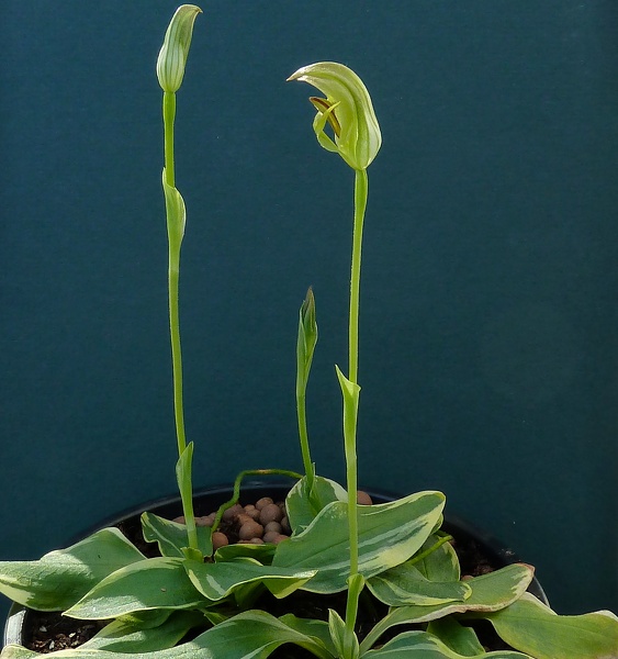 Pterostylis curta (varigated form)