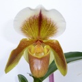 Paph. Sonoma "Latin Beauty" x Paph. Song-Bird "Amanda"