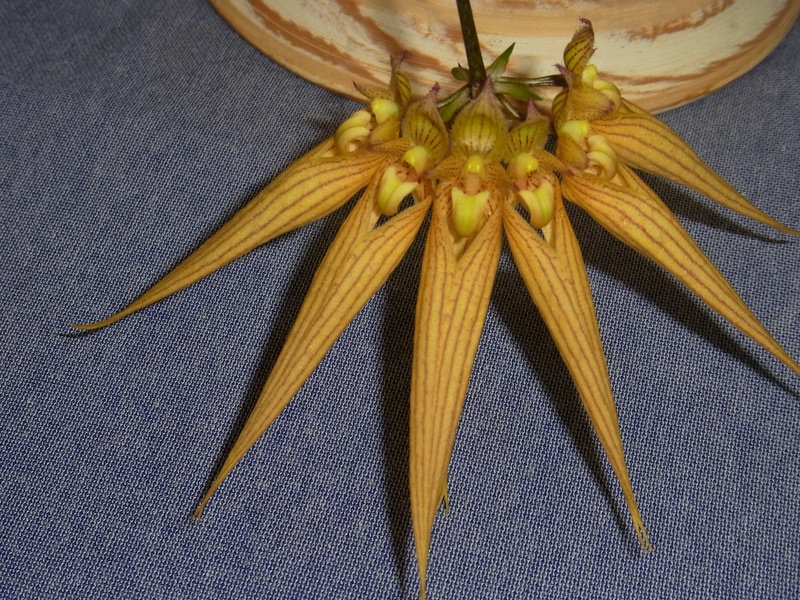 Bulb. annandalei 100_0007.JPG