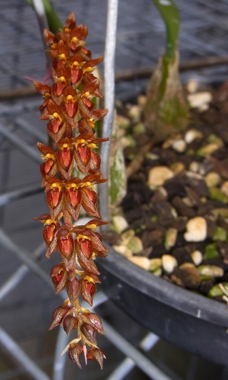 Bulb. careyanum var. crassipes (1)