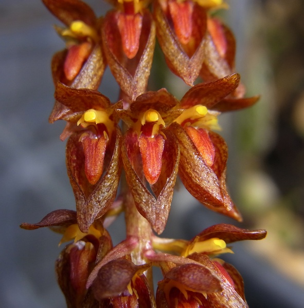 Bulb. careyanum var. crassipes 100_0037.JPG