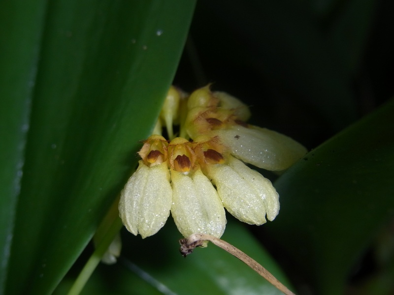 Bulb. corolliferum var. aureum