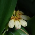 Bulb. corolliferum var. aureum