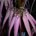 Bulb. Elizabeth Ann 'Buckleberry' 