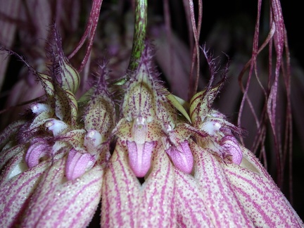 Bulb. Elizabeth Ann 'Buckleberry'