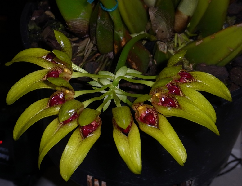 Bulb. graveolens var. robustum 'Fanfare' 100_0090.JPG