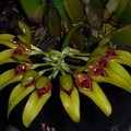 Bulb. graveolens var. robustum 'Fanfare' (1)