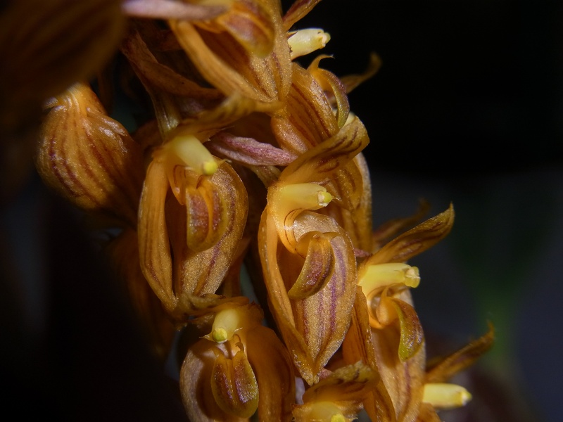 Bulb. orientale 100_0020.JPG