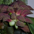 Bulb. phalaenopsis
