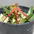 Bulb. wendlandianum