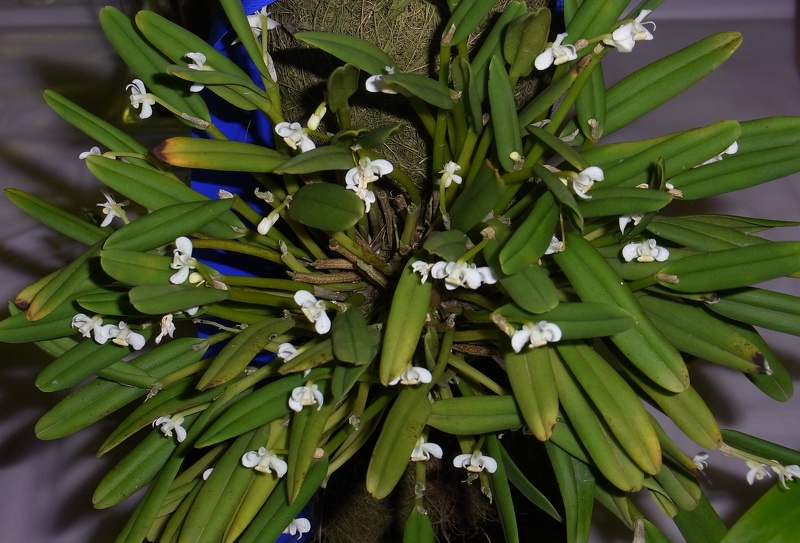 Cadetia taylori