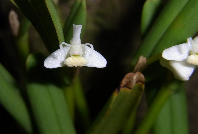 Cadetia taylori 100 0133