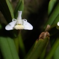 Cadetia taylori 100 0133