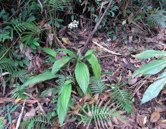 Calanthe  triplicata