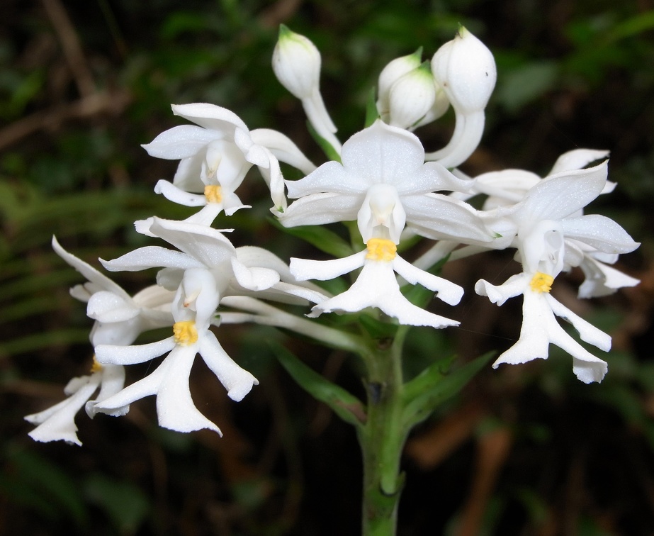 Calanthe  triplicata