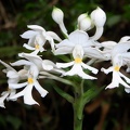 Calanthe  triplicata