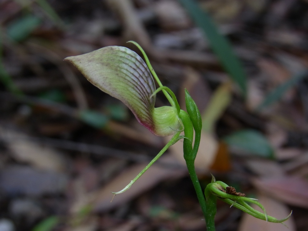 Csy. erecta