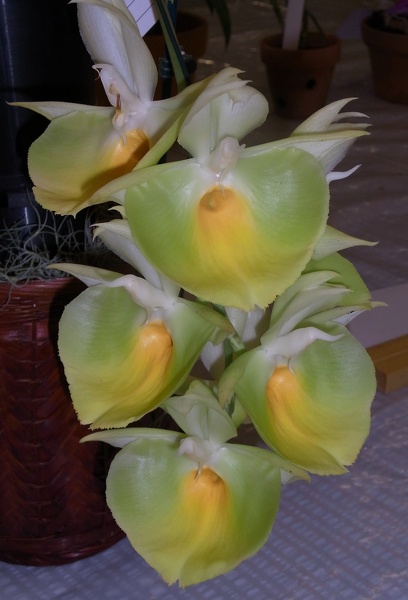 Ctsm. pileatum 'Oro Verde' 100_0101.JPG