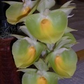 Ctsm. pileatum 'Oro Verde'