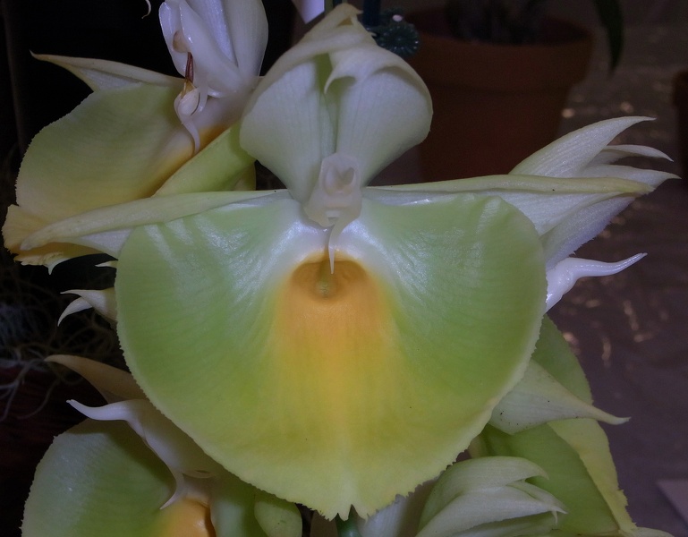 Ctsm. pileatum 'Oro Verde' 