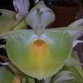 Ctsm. pileatum 'Oro Verde' 