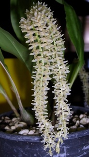 Ddc. convallariiforme 'Yellow' 