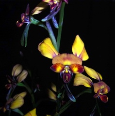 Diuris corymbosa