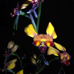 Diuris (Diuris)