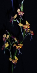 Diuris corymbosa