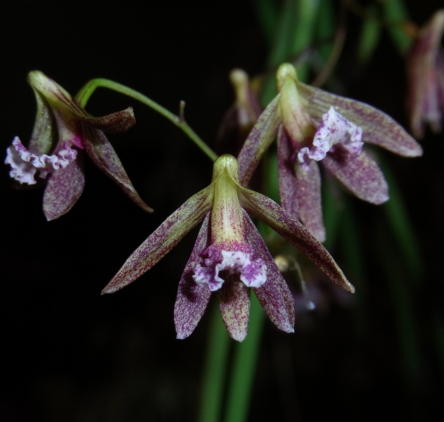 Doc. Australian Ginger 'Best Breeder'