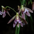 Doc. Australian Ginger 'Best Breeder'