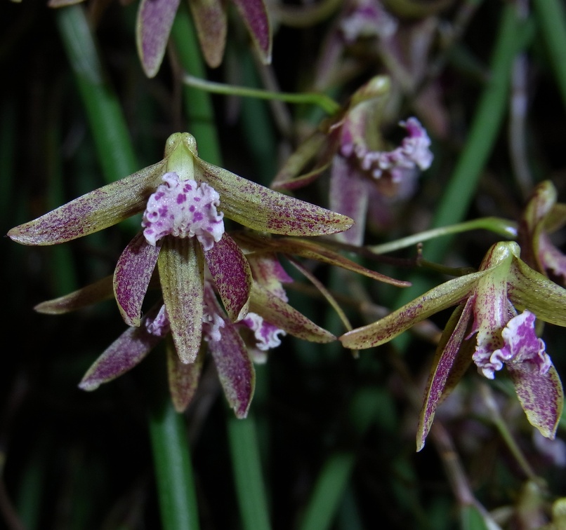 Doc. Australian Ginger 'Rhapsody in Blue'