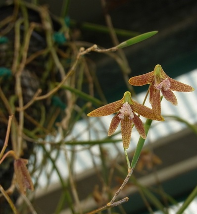 Doc. Australian Ginger