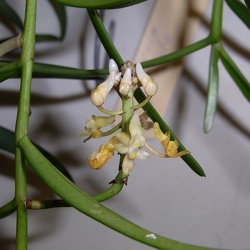 apiculata