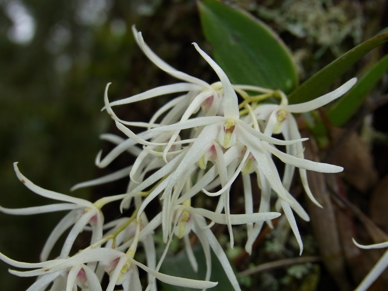 Den. aemulum