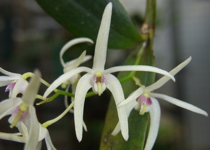 Den. aemulum