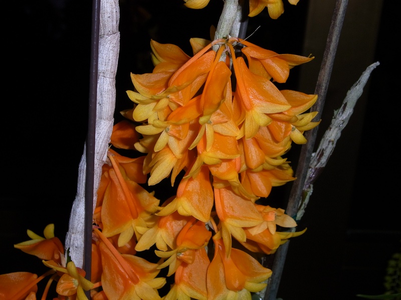 Den. chrysopterum 100_0009.JPG