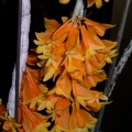 Den. chrysopterum