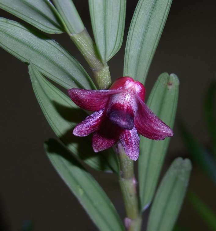 Den. erectifolium