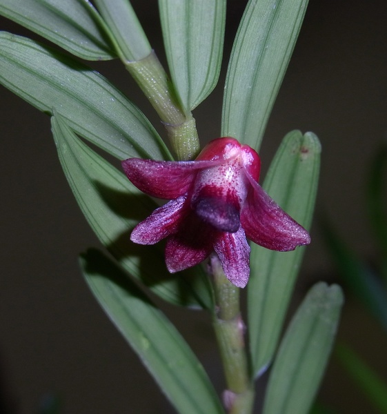 Den. erectifolium 100_0089.JPG